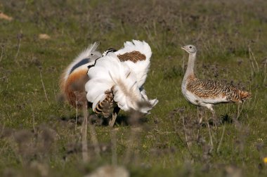 Male and female of Great bustard in mating season. Otis tarda clipart