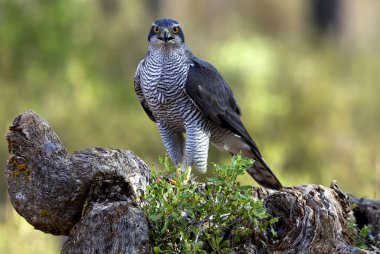 Kuzey çakır kuşu, Accipiter gentilis iki yaşında erkek