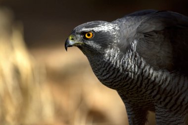 Kuzey çakır kuşu, Accipiter gentilis iki yaşında erkek