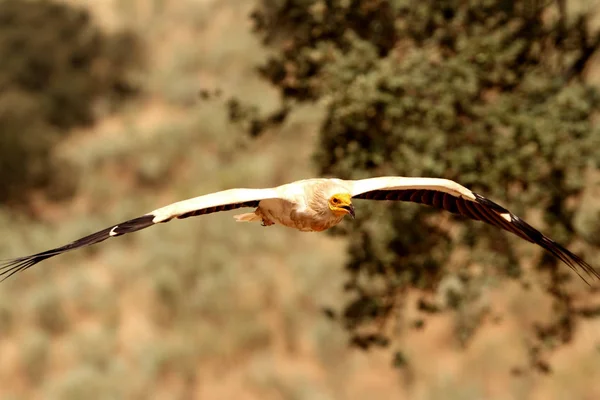 Buitre Egipcio Volando Neophron Percnopterus — Foto de Stock