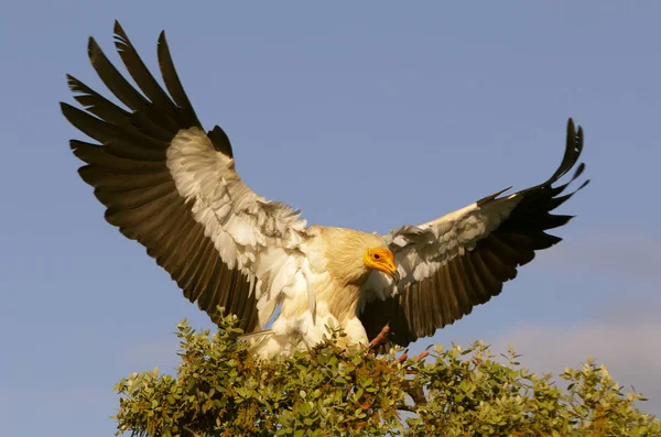 Egyptian Vulture Neophron Percnopterus — Stock Photo, Image