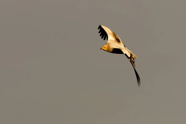 Egyptian Vulture Flying Neophron Percnopterus — Stock Photo, Image