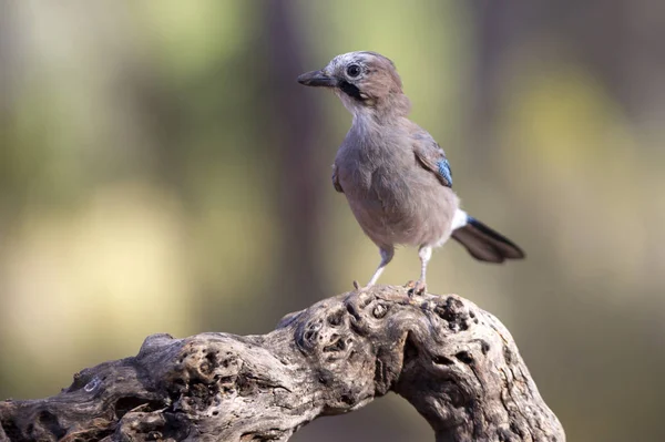 Kom Igen Garrulus Och Glandarius Korvider — Stockfoto