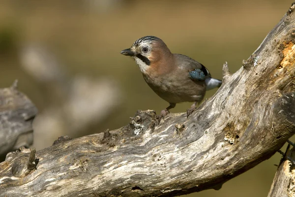 Jay Garrulus Glandarius Corvidae — Photo