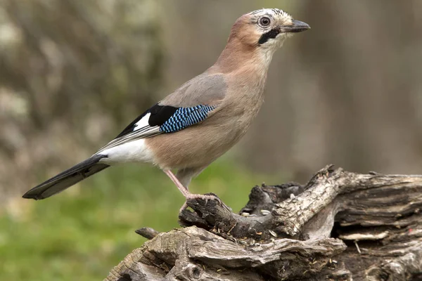 Jestem Jay Garrulus Nosacizna Koniowate — Zdjęcie stockowe