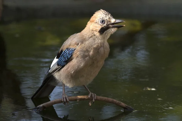 Jay Garrulus Glandarius Corvidae — Fotografia de Stock