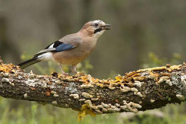 Kom Igen Garrulus Och Glandarius Korvider — Stockfoto