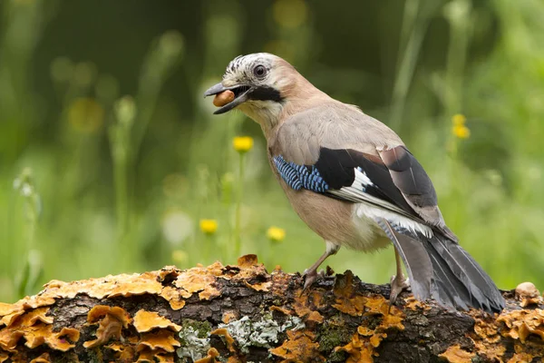 Kom Igen Garrulus Och Glandarius Korvider — Stockfoto