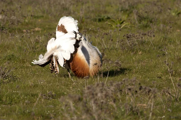 Homem Grande Bustard Época Acasalamento Otis Tarda — Fotografia de Stock