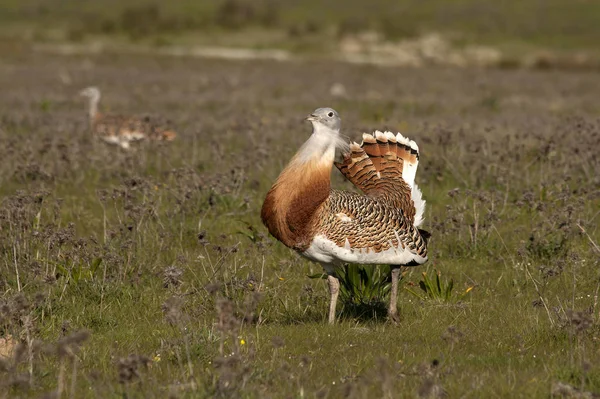 Männchen Der Großtrappe Der Paarungszeit Otis Tarda — Stockfoto