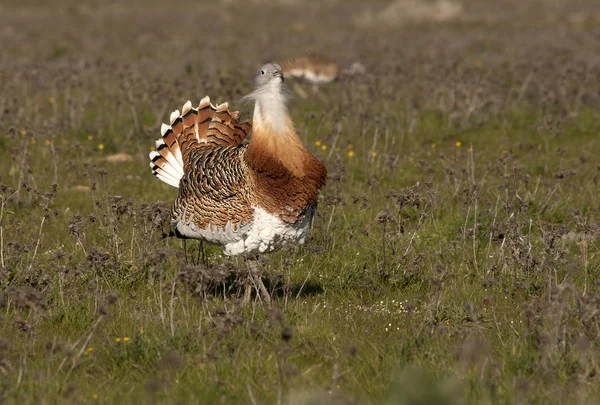 Homem Grande Bustard Época Acasalamento Otis Tarda — Fotografia de Stock