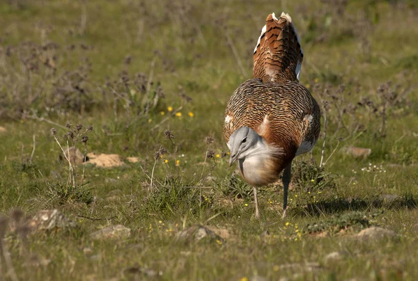 Homem Grande Bustard Época Acasalamento Otis Tarda — Fotografia de Stock