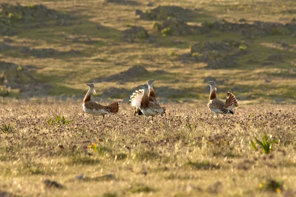 Machos Grande Bustard Época Acasalamento Otis Tarda — Fotografia de Stock