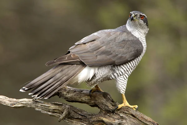 Yetişkin Erkeği Olarak Kuzey Çakır Kuşu Accipiter Gentilis — Stok fotoğraf