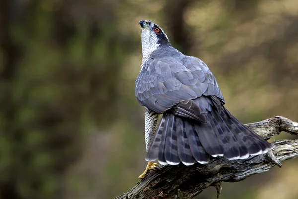 Erwachsene Männchen Des Habichts Accipiter Gentilis — Stockfoto