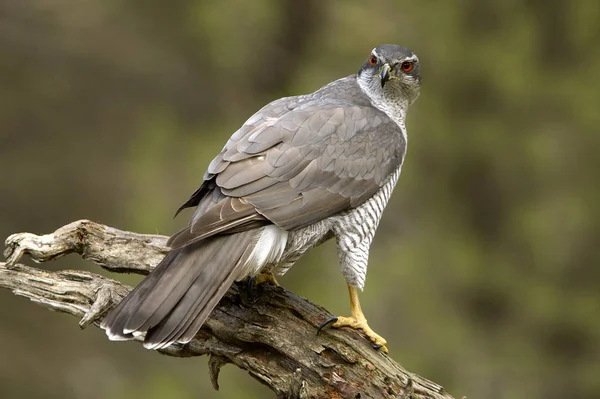 Yetişkin Erkeği Olarak Kuzey Çakır Kuşu Accipiter Gentilis — Stok fotoğraf