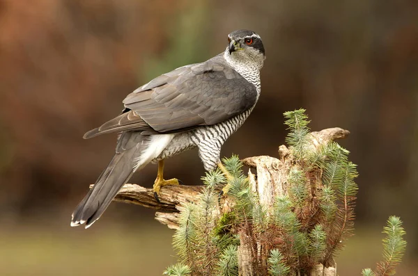 Corbeau Avec Tuer Carcasse Faisan Sur Prairie Forêt Corbeau