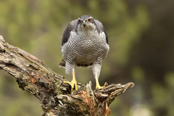 Yetişkin Erkeği Olarak Kuzey Çakır Kuşu Accipiter Gentilis — Stok fotoğraf