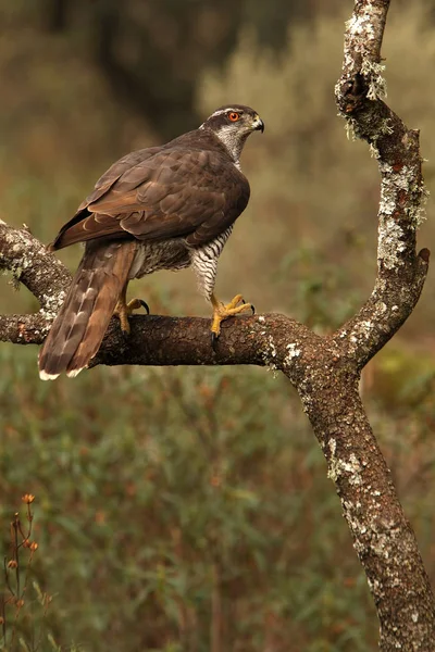 Mujer Adulta Del Azor Del Norte Accipiter Gentilis — Foto de Stock