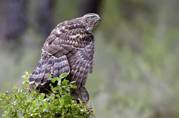 Jeune Autour Des Palombes Accipiter Gentilis — Photo