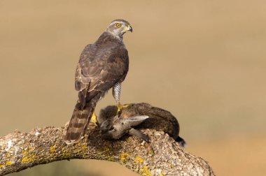 Kuzey çakır kuşu, Accipiter gentilis iki yaşında erkek