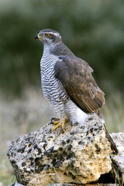 Kuzey çakır kuşu, Accipiter gentilis iki yaşında erkek