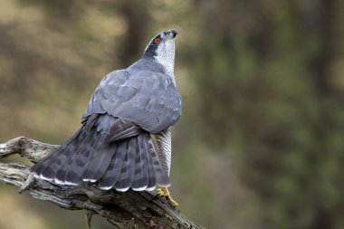 Yetişkin erkeği olarak kuzey çakır kuşu. Accipiter gentilis.