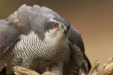 Yetişkin erkeği olarak kuzey çakır kuşu. Accipiter gentilis.