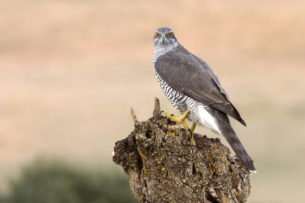 Homme Deux Ans Autour Des Palombes Accipiter Gentilis — Photo