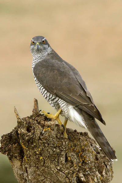 Twee Jaar Oud Mannetje Van Noordelijke Havik Accipiter Gentilis — Stockfoto