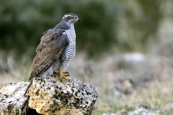 Två Gammal Hane Duvhök Accipiter Gentilis — Stockfoto