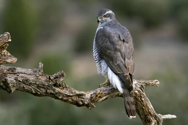 Two Years Old Male Northern Goshawk Accipiter Gentilis — Stock Photo, Image