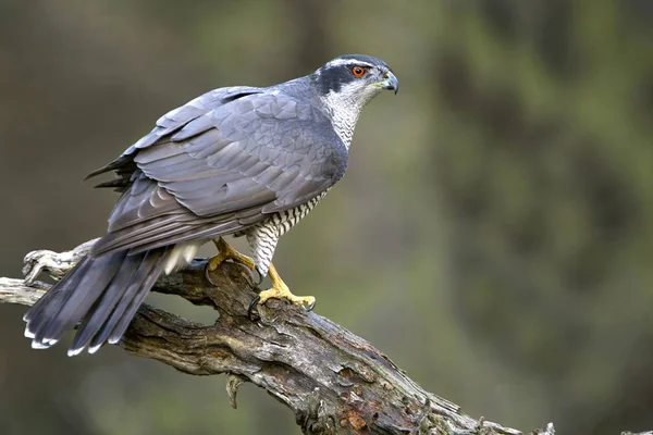 Yetişkin Erkeği Olarak Kuzey Çakır Kuşu Accipiter Gentilis — Stok fotoğraf