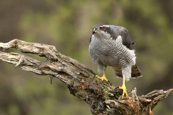 Dorosłego Jastrząb Accipiter Gentilis — Zdjęcie stockowe