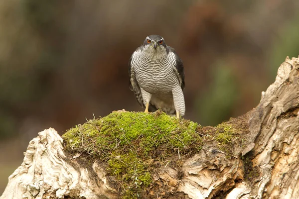 Varón Adulto Del Azor Del Norte Accipiter Gentilis —  Fotos de Stock