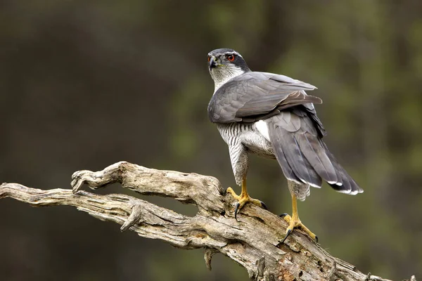 Erwachsene Männchen Des Habichts Accipiter Gentilis — Stockfoto