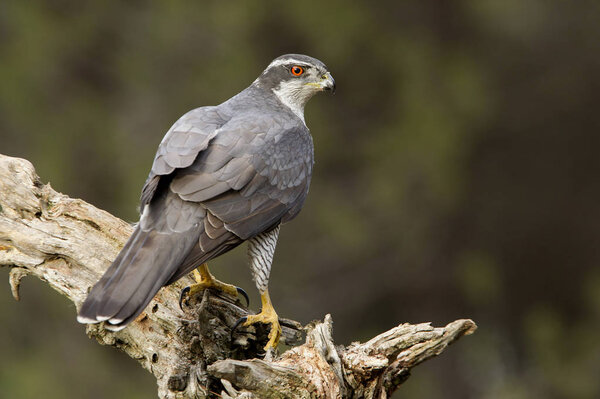 Adult male of Northern goshawk. Accipiter gentilis.