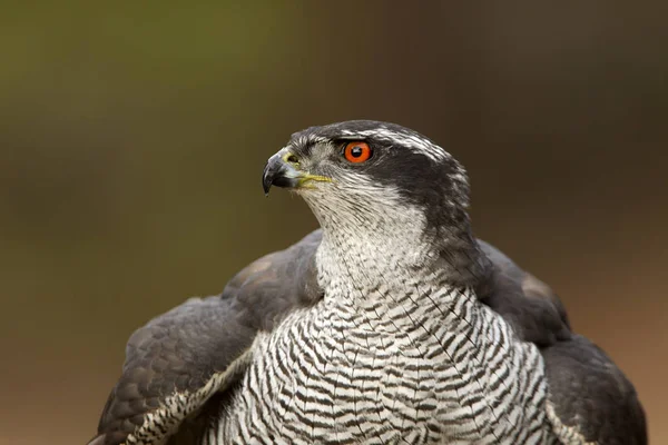 Yetişkin Erkeği Olarak Kuzey Çakır Kuşu Accipiter Gentilis — Stok fotoğraf