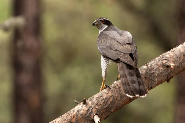 Yetişkin Erkeği Olarak Kuzey Çakır Kuşu Accipiter Gentilis — Stok fotoğraf