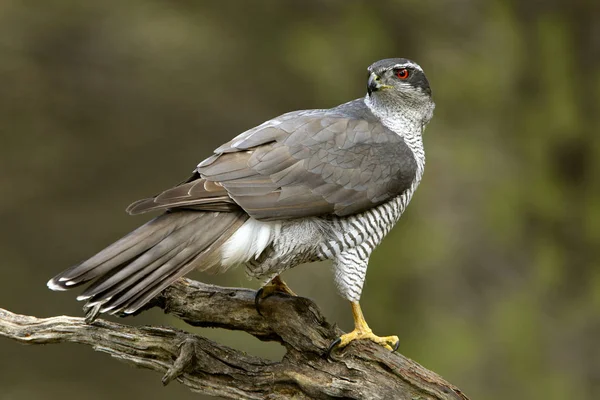 Erwachsene Männchen Des Habichts Accipiter Gentilis — Stockfoto