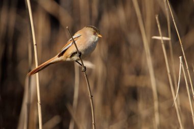 Sakallı baştankara erkek. Panurus biarmicus