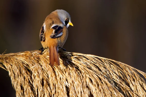 Man Van Baardmannetje Panurus Biarmicus — Stockfoto