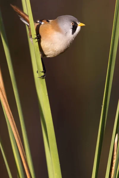 Férfi Szakállas Reedling Panurus Biarmicus — Stock Fotó