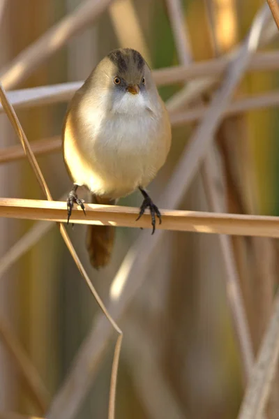 수염된 Reedling Panurus Biarmicus — 스톡 사진