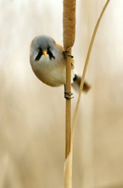 Sakallı baştankara erkek. Panurus biarmicus