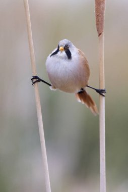 Sakallı baştankara erkek. Panurus biarmicus