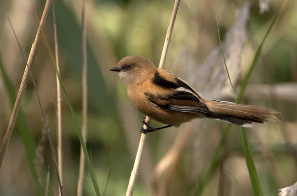 Hona Skäggmes Panurus Biarmicus — Stockfoto