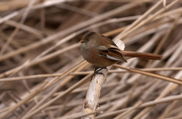 Perempuan Dari Bibit Reedling Panurus Biarmicus — Stok Foto