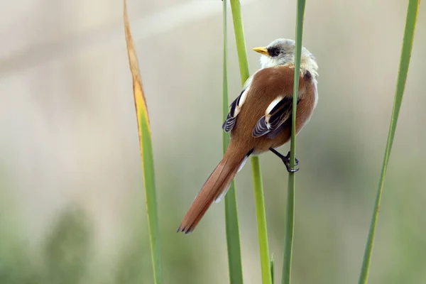 Homem Reedling Barbudo Panurus Biarmicus — Fotografia de Stock