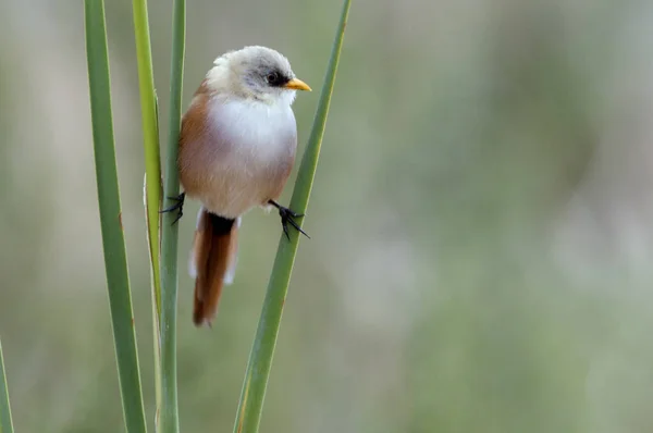 Genç, sakallı baştankara, Panurus biarmicus